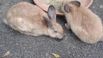 le lapin qui se repose reste dans sa maison, qu'il mange, dort ou se promène. video