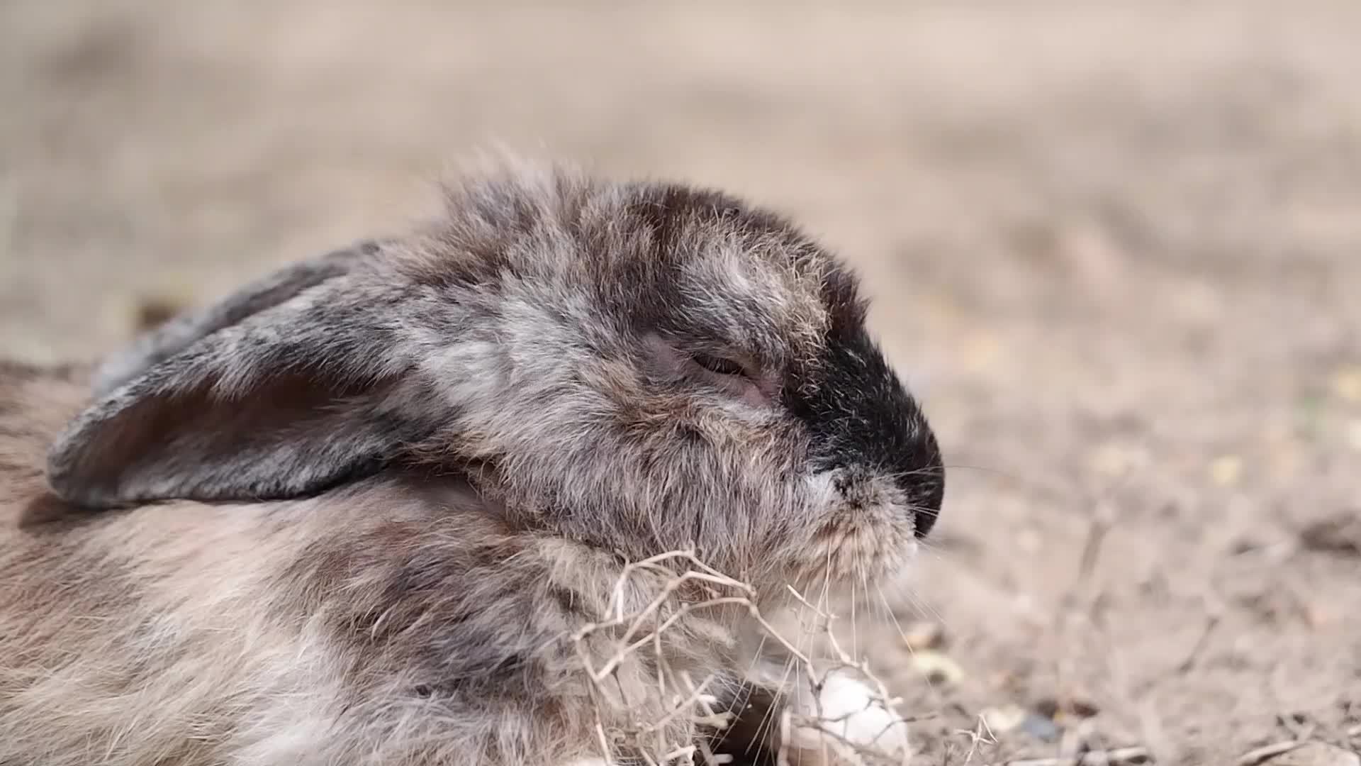 rabbit resting Stay in his house, whether he eats, sleeps, or walks. 16279158 Stock Video at