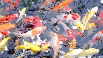 peixes koi de várias cores nadando alegremente na lagoa. video