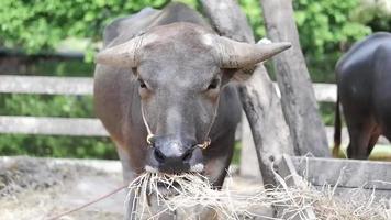 un hermoso búfalo descansa en un área llena de heno. video