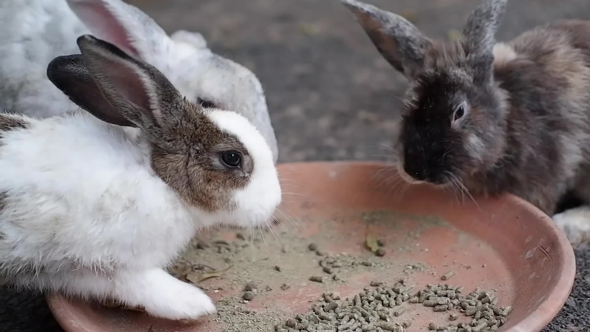 rabbit resting Stay in his house, whether he eats, sleeps, or walks. 16279169 Stock Video at