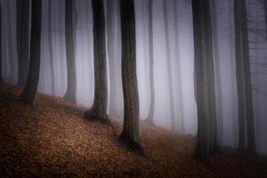 Autumn beech forest photo