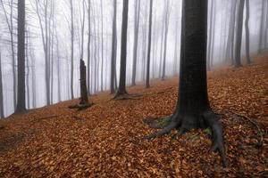 Autumn beech forest photo