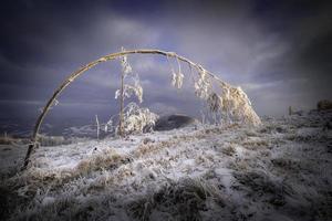 Bent tree in winter photo