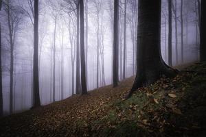 bosque de hayas de otoño foto