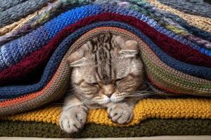 Upset Scottish fold cat hid in a pile of colorful knitted scarves. Preparing for the cold. photo