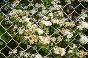 Beautiful flowering shrub behind a metal mesh fence on a spring day. photo
