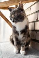 Sad, bored cat lowered its head and sits on a felt bedding, on a balcony, against a brick wall. photo