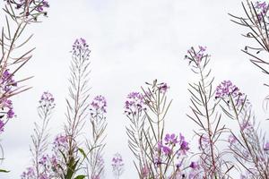 Blooming Chamerion angustifolium or rosebay willowherb, or great willowherb. Fireweed leaves can be used as fermented tea. photo