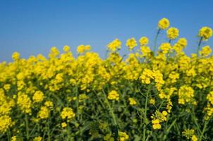 Flowering mustard plant. Magnificent yellow flowers of sinapis against a blue sky which is used as a green manure in the field. photo