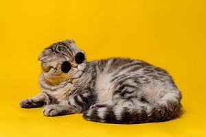 Beautiful Scottish Fold cat in sunglasses lies on a yellow background and looks displeased to the side. Studio. photo