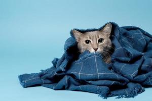 el gato envuelto en un cálido plaid mira a la cámara con desconfianza e incredulidad. copie el espacio. aislado, sobre un fondo azul. foto