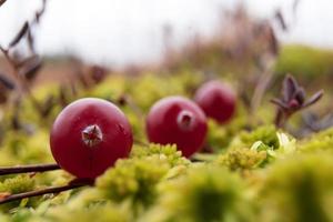 Close-up of ripe red cranberry in moss in a swamp. Harvesting useful berries on an autumn day. photo