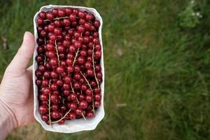 Male hand holds a paper container with ripe redcurrant, against a background of green grass. Copy space. Top view. photo