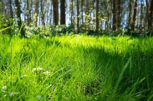 hierba verde en los rayos del sol de primavera, contra el telón de fondo de los árboles y un cielo azul, en el bosque. foto