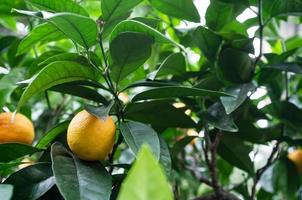 Sweet oranges or Citrus sinensis on a branch in green foliage, in a greenhouse. photo