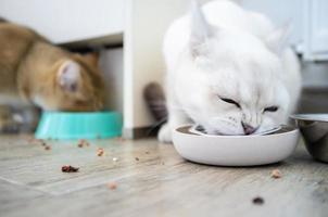 Two hungry cats in appetite eat from a bowl of delicious pate for animals, at home. photo