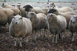 Sheeps in germany photo