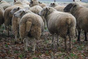 Sheeps on a field in germany photo