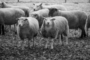 Sheeps on a field in germany photo