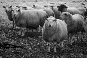 Sheeps on a field in germany photo