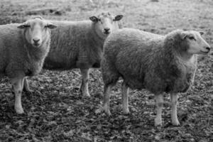 Sheeps on a field in germany photo