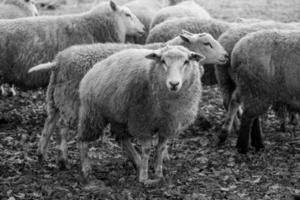 Sheeps on a field in germany photo