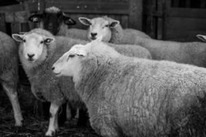 Sheeps on a field in germany photo