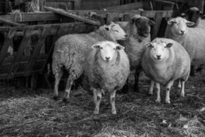 Sheeps on a field in germany photo