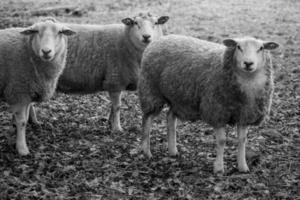 Sheeps on a field in germany photo