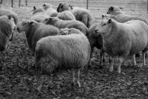 ovejas en un campo en alemania foto