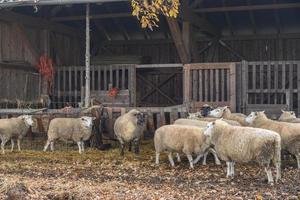 Sheeps on a field in germany photo