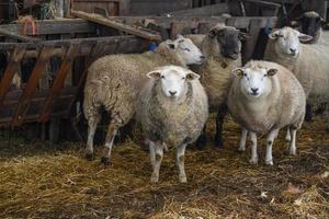 ovejas en un campo en alemania foto