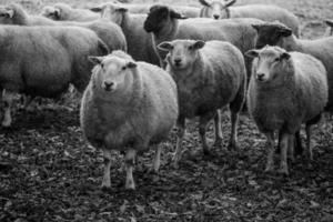 Sheeps on a field in germany photo