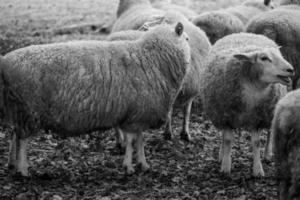 Sheeps on a field in germany photo