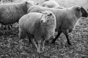 ovejas en un campo en alemania foto