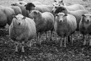 Sheeps on a field in germany photo