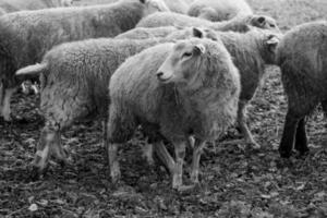 Sheeps on a field in germany photo