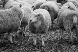 Sheeps on a field in germany photo