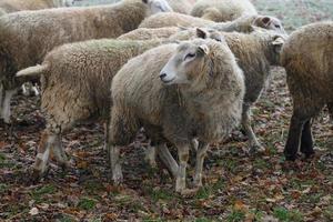 Sheeps on a field in germany photo