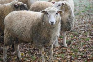 Sheeps in germany photo