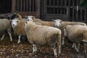 Sheeps in germany photo