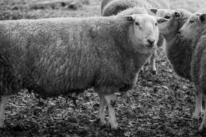 Sheeps on a field in germany photo