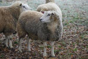 Sheeps in germany photo