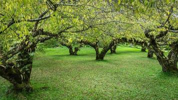 plum tree at doi angkhang mountain, Chiangmai Thailand photo