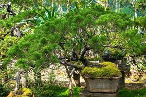 bonsai jardín tailandia hermosos pequeños bonsáis con hojas verdes