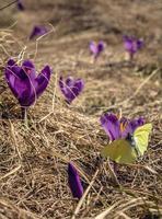 Close up butterfly resting on crocus in dry grass concept photo