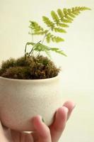 Close up woman holding potted fern concept photo