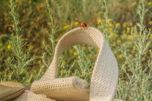 Close up ladybug on bag handle in summer field concept photo