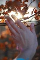 Close up woman touching twig with dry leaves concept photo